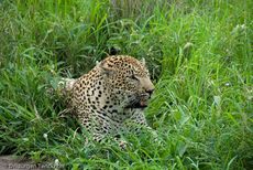leopard (8 von 60).jpg